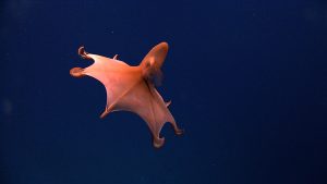 <p>深海采矿将威胁鲜为人知的深海物种的栖息地。图片来源: Okeanos Explorer/NOAA/CC BY 2.0</p>