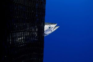 <p>西太平洋国际水域捕获的的鲣鱼。全球金枪鱼联盟呼吁中西部太平洋渔业委员会在12月的会议上批准金枪鱼种群的可持续捕捞战略。图片来源：© Alex Hofford / Greenpeace</p>