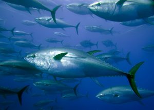 <p>Atlantic bluefin tuna in the Mediterranean Sea – a population which has shown promising signs of recovery. (Image © Gavin Newman / Greenpeace)</p>