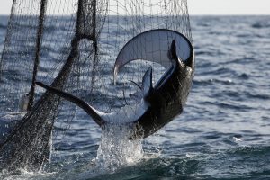 <p>悬挂伊朗国旗的金枪鱼捕捞船在北印度洋海域捕获了一条魔鬼鱼，副渔获会导致非目标物种的过度捕捞。图片来源：© Abbie Trayler-Smith / Greenpeace</p>