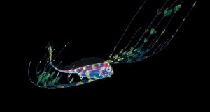 <p>人类对于深海中的生命仍有许多未知，图为太平洋深海处一种带鱼（ribbonfish）的幼体。非洲国家集团表示：“有效的治理需要完备的科学知识，但目前并不具备这样的条件。” 图片来源：Alamy</p>