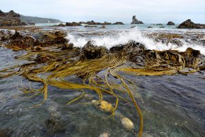 <p>Long strands of kelp provide a buffer against stormy waves along the coast of Chiloé island in Chile (Image: Peter Giovannini / Alamy)</p>