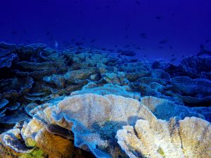 <p class="p1">位于拉帕努伊海洋保护区70至80深米处下的安纳根纳湾（Anakena）珊瑚礁。图片来源：© Matthias Gorny/ Oceana &amp; ESMOI</p>