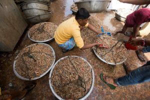 <p>孟加拉国考克斯大巴扎Fishery Ghat市场，人们正在给虾称重。图片来源：Muhammad Mostafigur Rahman / Alamy</p>