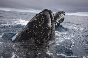 <p>南极洲埃雷拉海峡的两条座头鲸。各国将在本月就扩大南大洋保护范围和管理该地区的磷虾捕捞进行投票。图片来源：Abbie Trayler-Smith / Greenpeace</p>