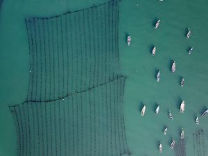 <p>A kelp farm near Daqin island, part of the Changdao archipelago off the coast of China’s Shandong province. The Changdao islands are set to become a marine national park as part of efforts to streamline the management of China’s many types of protected areas. (Image: Zhu Zheng / Alamy)</p>