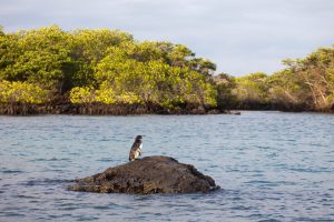 <p>There are growing calls for ocean issues to be integrated into this year’s COP26 climate negotiations (Image: Rosanne Tackaberry / Alamy)</p>