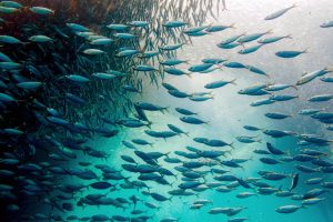 <p>A school of sardines swimming in the Pacific Ocean. Given the potential of small fish to lock away carbon into the deep sea, researchers and policymakers are looking for ways to harness their power to mitigate climate change. (Image: Alamy)</p>