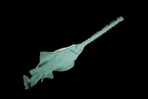 <p>The largest sawfish species can grow to more than 7 metres and live for up to 50 years. But the green sawfish is critically endangered, as its toothed rostrum can easily get entangled in industrial fishing nets. (Image: Alamy)</p>