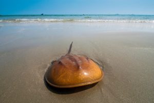 <p>Because horseshoe crab blood is used to manufacture testing reagents, it may fall outside the framework of the Wildlife Protection Law, meaning companies will probably be able to keep using it (Image: Tanawat Pontchour / Alamy)</p>