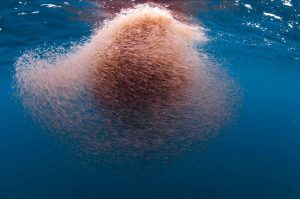 <p>在南极洲，磷虾捕捞企业正在积极发挥作用，使其产业更具可持续性。图片来源： Alamy</p>