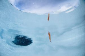 <p>Krill are tiny creatures, but crucial to the Antarctic food chain. The small crustaceans help feed the region&#8217;s penguins, seabirds, seals, fish and whales. (Image: Justin Hofman / Alamy)</p>