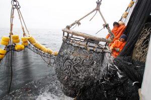 <p>秘鲁北部港口城市钦博特（Chimbote）的渔民正在捕捞凤尾鱼。海洋保护区内通常禁止一切资源开采，但纳斯卡海岭保护区仍然允许一些工业捕捞活动。图片来源：Enrique Castro-Mendivil / Alamy</p>