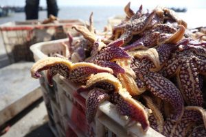 <p>Northern Pacific seastars collected in March this year, following an outbreak in Jiaozhou Bay (Image: Alamy)</p>