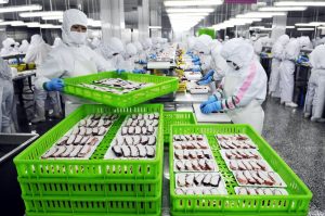 Workers process frozen octopi to be exported to Japan at seafood factory, China