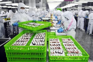<p>山东一家海产品工厂的工人正在打包出口日本的鱿鱼。图片来源：Alamy</p>