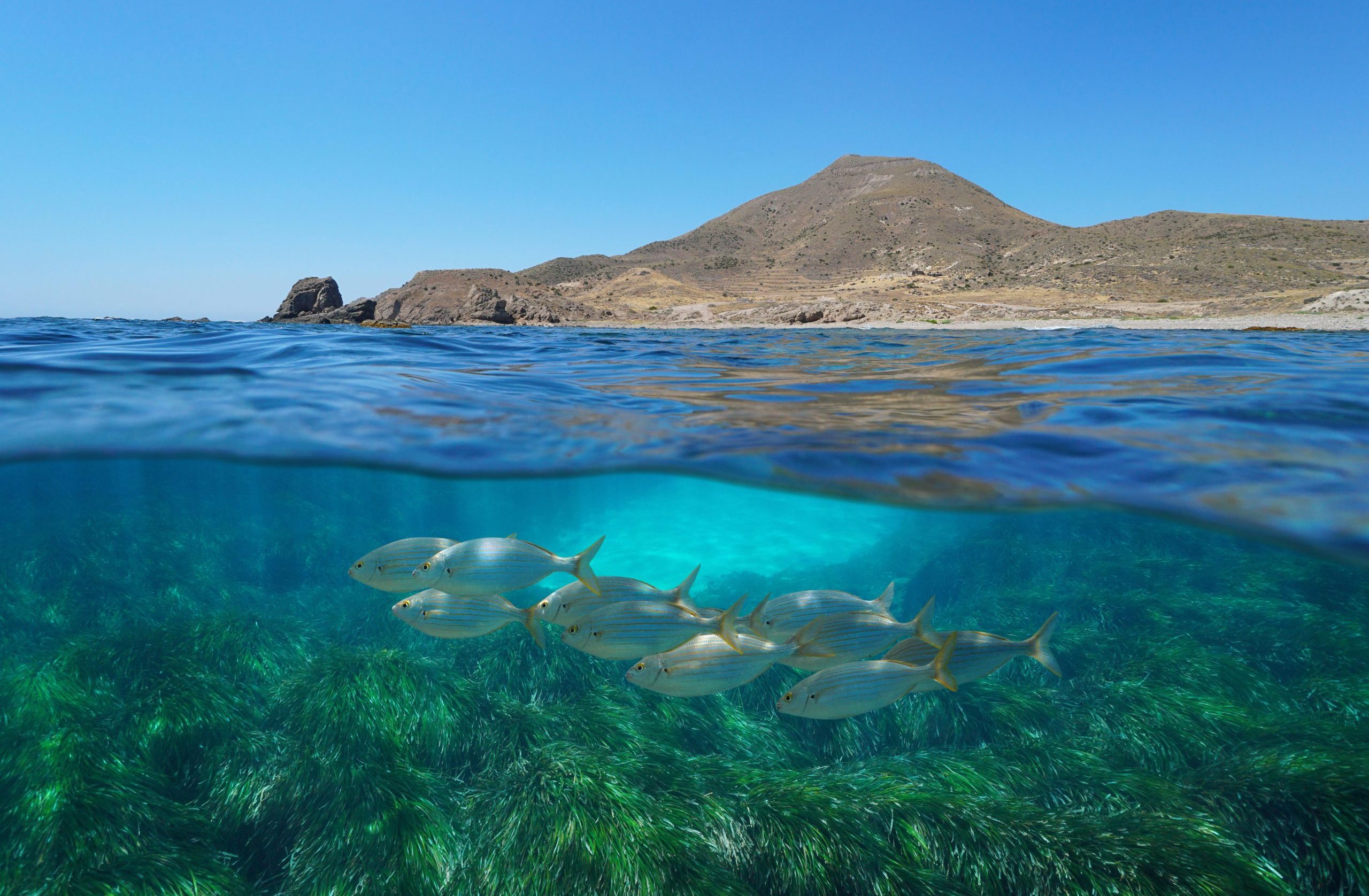 <p>西班牙安达卢西亚（Andalusia）地中海区域的海草和鱼群。海草草甸是沿海生态系统之一，因为具有碳捕集和缓解气候变化的潜力而受到重视。图片来源: Seaphotoart / Alamy</p>