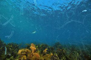Floating plankton above kelp meadow in clear blue water