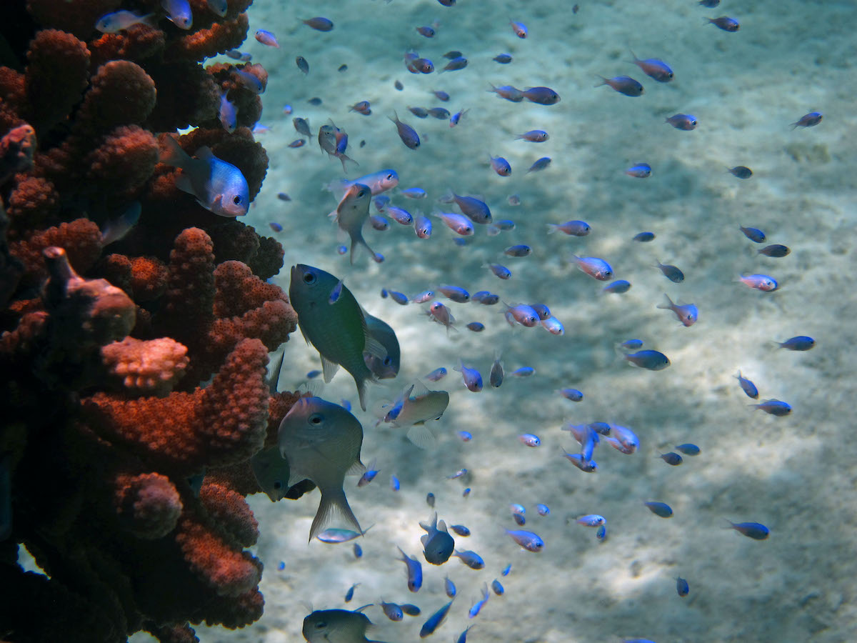 France’s membership lends weight to coalition for ocean sustainability | China Dialogue Ocean