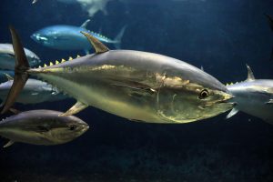 <p>太平洋蓝鳍金枪鱼。根据2021年1月15日的更新显示，除了南方蓝鳍金枪鱼之外，其他六种最主要的商业捕捞金枪鱼种群都面临种群下降风险（包括太平洋蓝鳍）。图片来源：Nobuo Matsumura/Alamy</p>