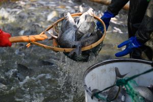 Fish being transferred from handheld net to bucket over river