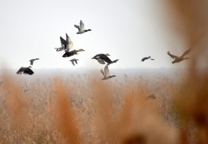 Many rare birds rely on the Yellow River delta for breeding and overwintering