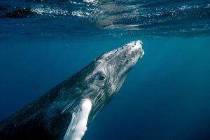 view from water of submerged whale near water surface