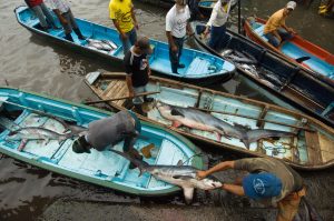<p>厄瓜多尔圣埃伦娜省的海岸边，大眼长尾鲨（bigeye thresher shark）被拖拽上岸。图片来源：Pete Oxford / Alamy</p>