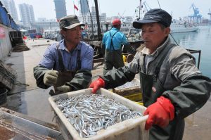 Fishermen unload noodle fish at Xiaogang wharf in Qingdao