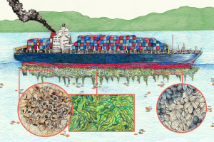<p>Biofouling: Barnacles, algae and shellfish can all live on the hulls of ships (Illustration: <a href="https://www.ricardomacia.com/">Ricardo Macía</a> / China Dialogue Ocean)</p>