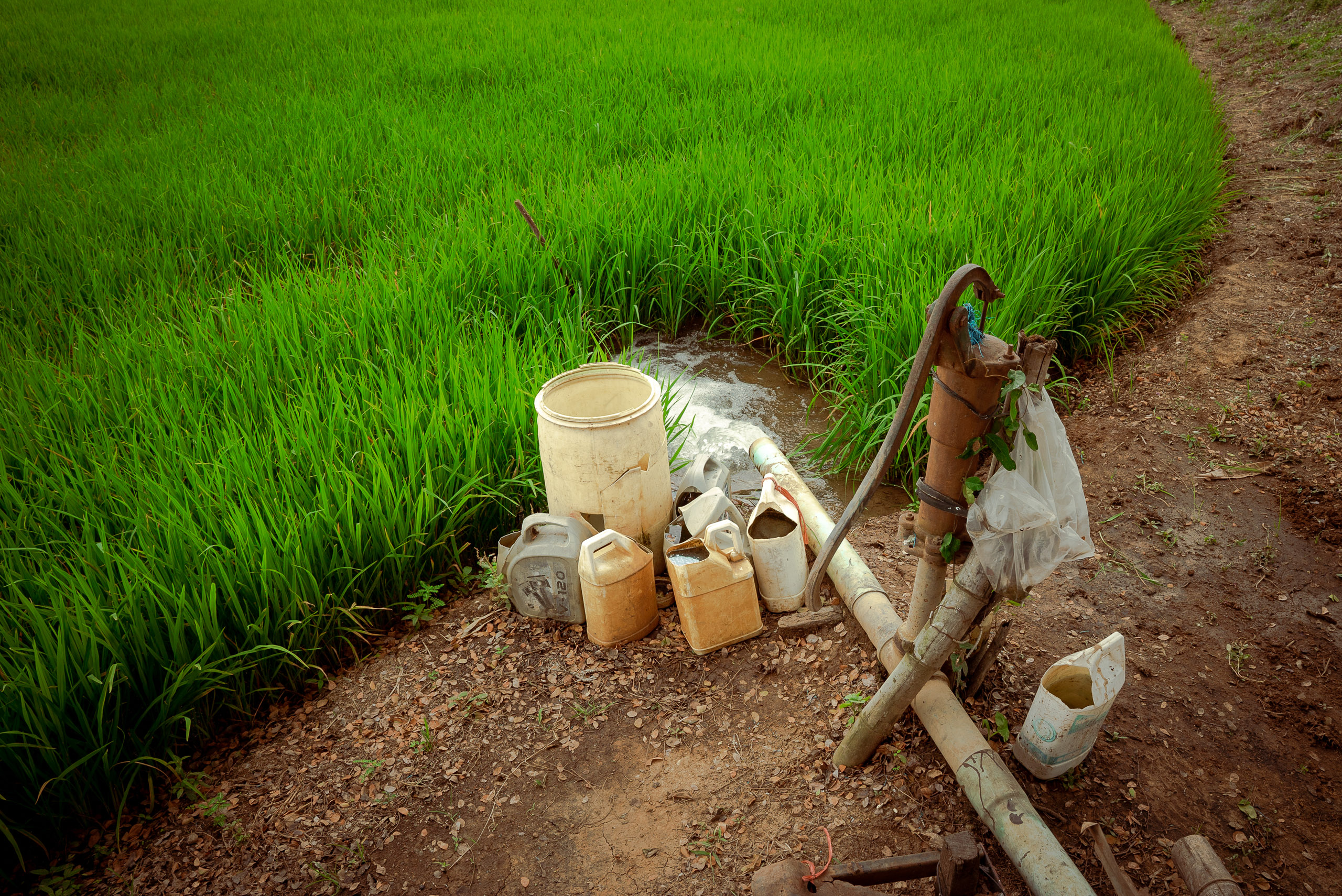 old plastic containers near paddy field