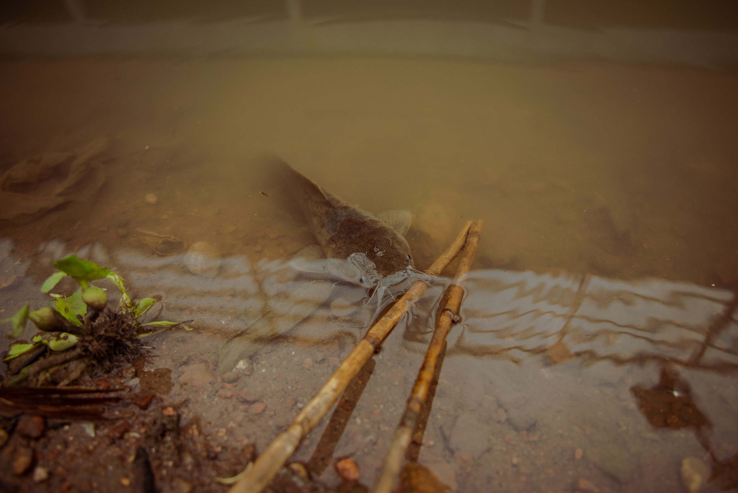 catfish peeking out of shallow murky water
