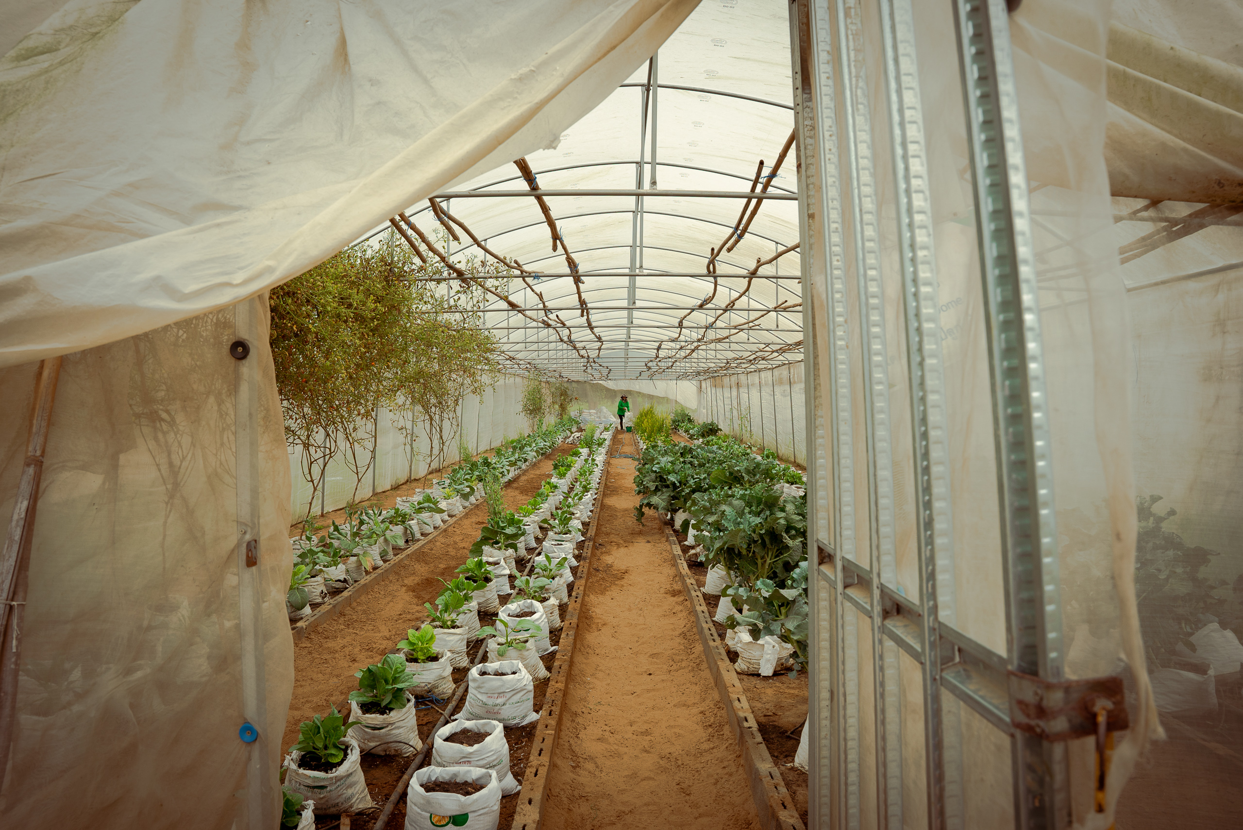 rows of seedlings planted in sacks under a closed greenhouse