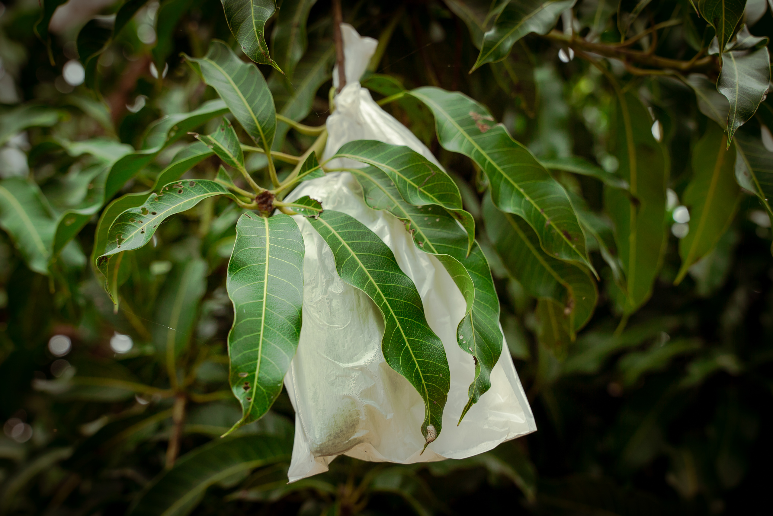 mango enclosed in plastic bag growing on tree