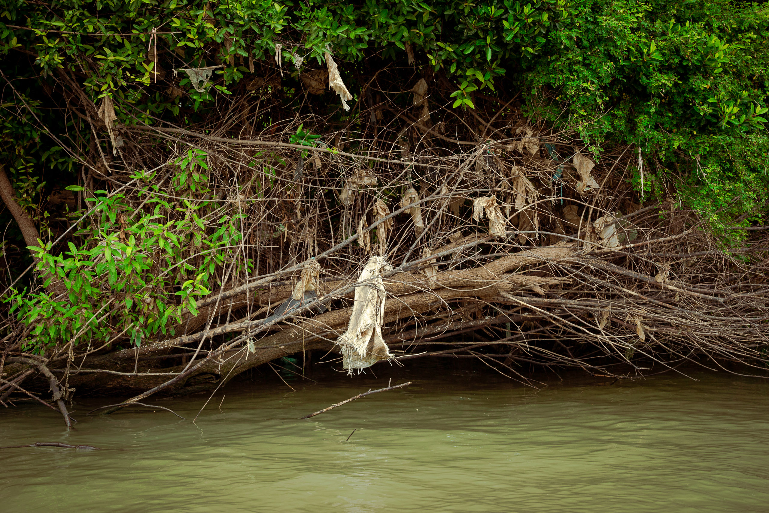 plastic caught in fallen branched hanging over murky water