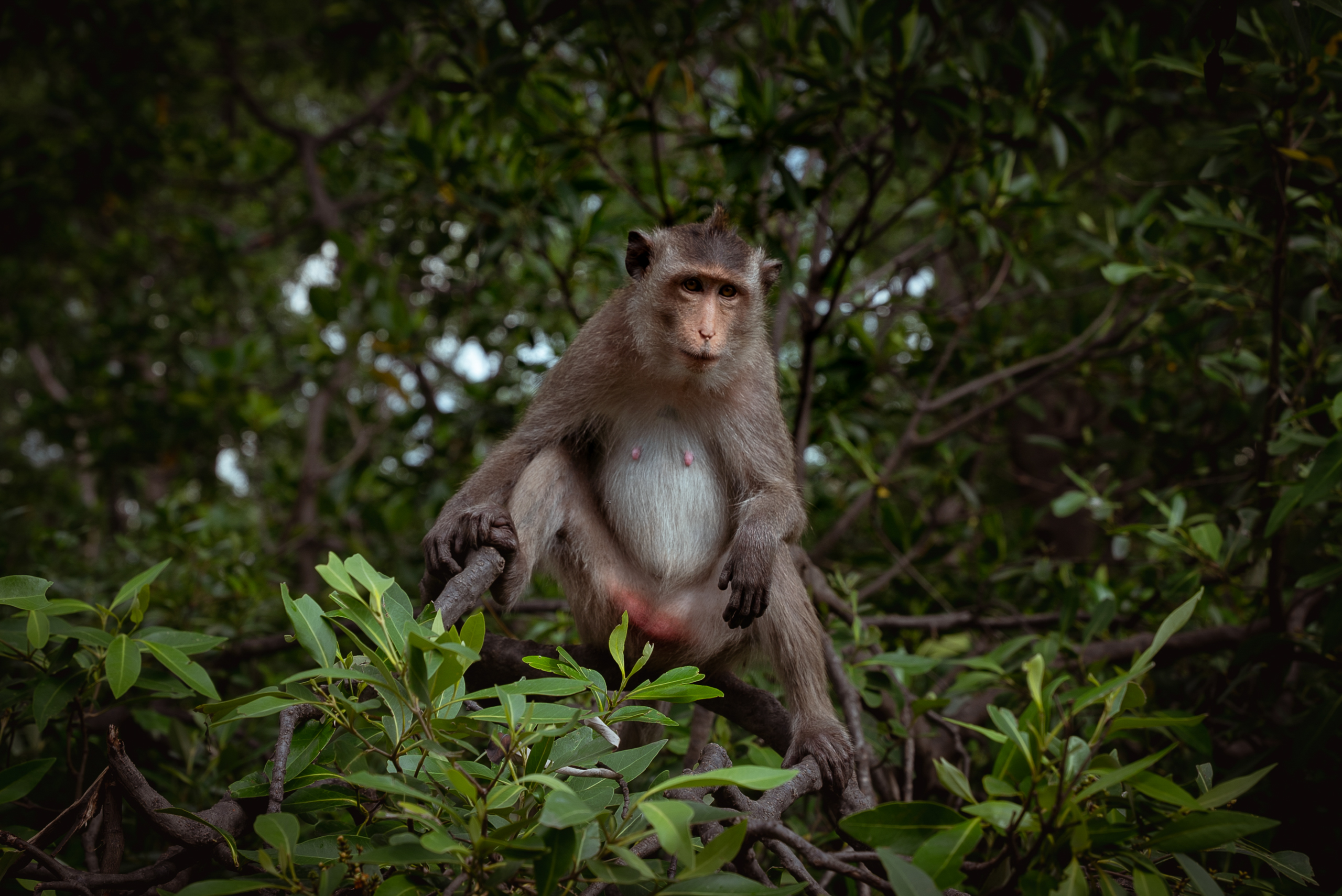monkey among branches