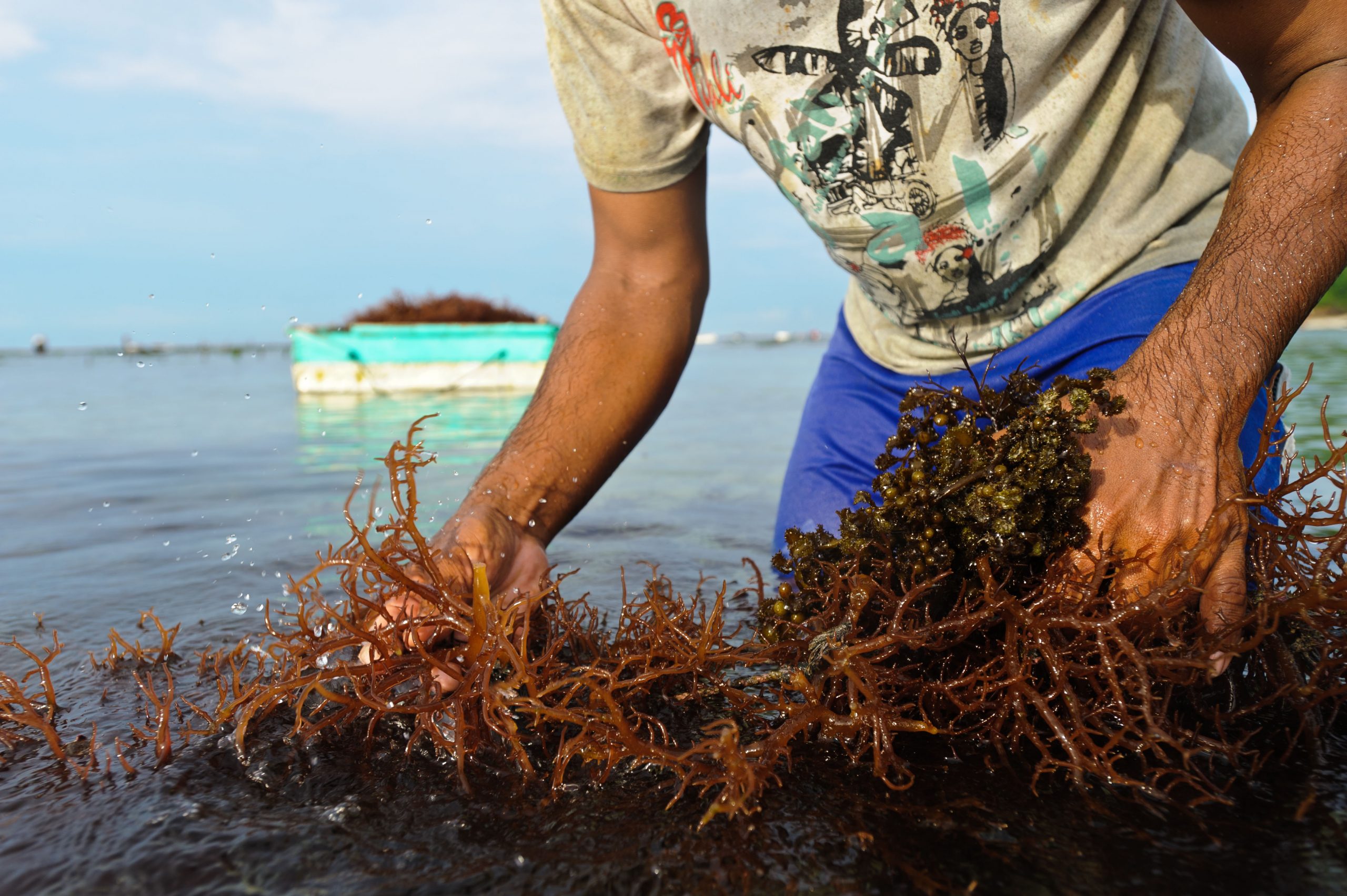person holding bunches of seaweed