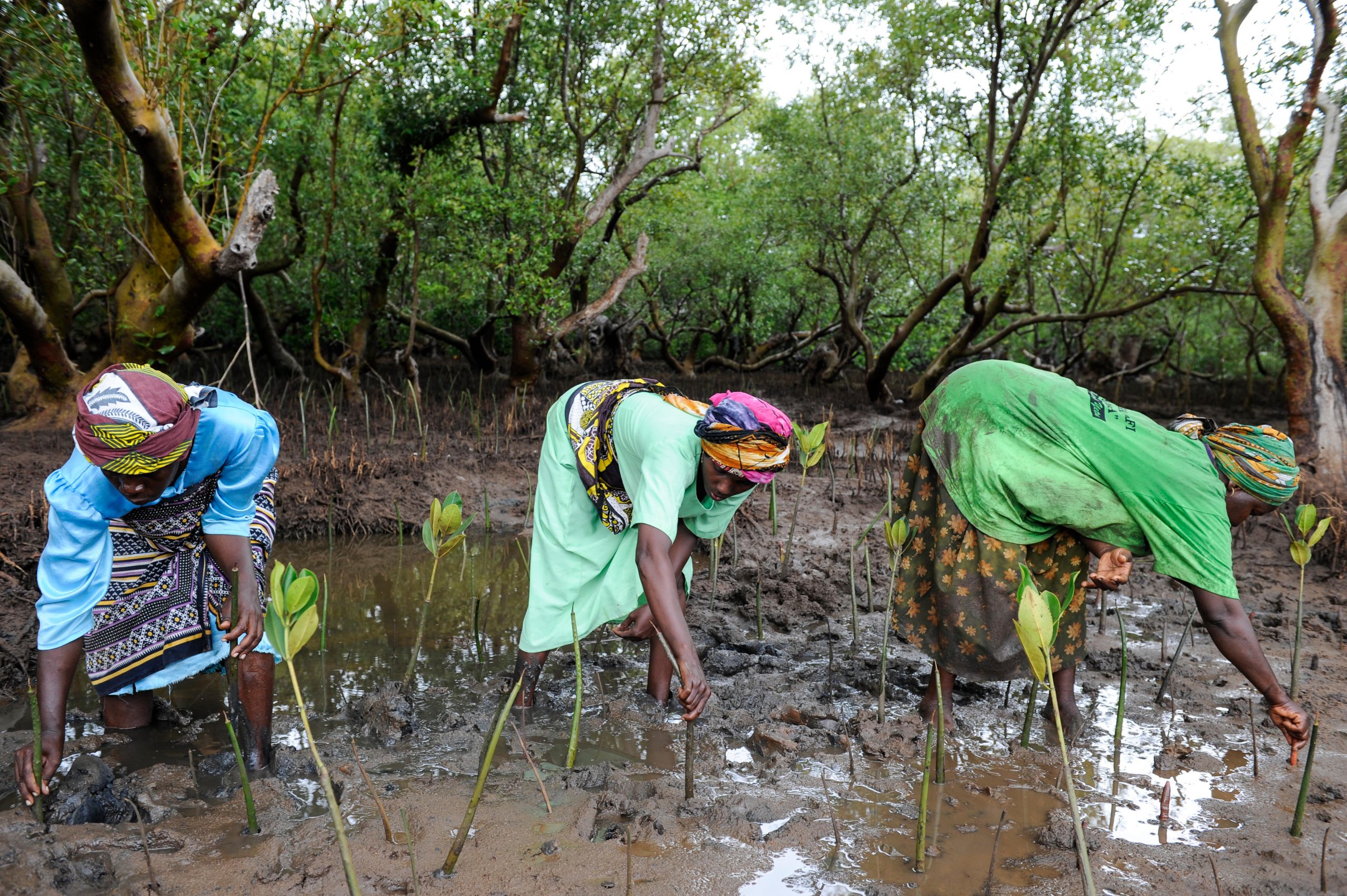 three woman bent over planting mangrove seedlings