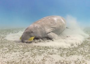 <p>Seagrass is an important food source for the West African manatee, which is listed as vulnerable on the IUCN’s red list of threatened species (Image: Alamy)</p>