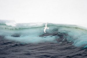 Snow petrel flying in front of an iceberg
