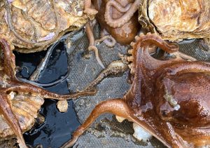 <p>A seahorse lies hidden in a haul off the coast of Shandong province. Fishers from Shandong’s Langya are working to protect their patch of sea, home to several rare species, including the Japanese seahorse. (Image: Qingdao Marine Conservation Society)</p>