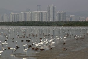 View estuary mixed flock egrets ducks gulls waders incoming tide Shenzhen City background Mai Po Nature Reserve Hong Kong China