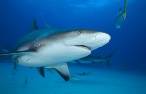 <p>The grey reef shark, a member of the requiem shark family, is an endangered species which is often found in the shark fin trade. The world’s governments voted to regulate international trade in the family at the world wildlife trade summit underway in Panama. (Image: Hubert Yann / Alamy)</p>