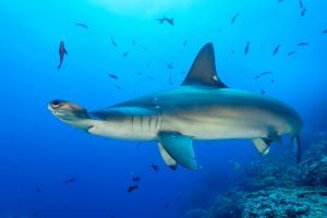 <p>The scalloped hammerhead (<em>Sphyrna lewini</em>), Cocos Island – one of two species of endangered hammerhead shark found off Costa Rica (Image: Poelzer Wolfgang / Alamy)</p>