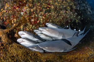 <p>Whitetip reef sharks. A proposal has been submitted to give this species, and all other members of the requiem shark family, protections under CITES. (Image: Hannes Klostermann / Alamy)</p>