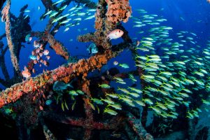 <p>Fish swim through a shipwreck near Recife, Brazil. The seabed of the country’s so-called “Blue Amazon” is the subject of mining interest, but experts warn the activity could damage the ocean environment and biodiversity. (Image: Luiz Puntel / Alamy)</p>