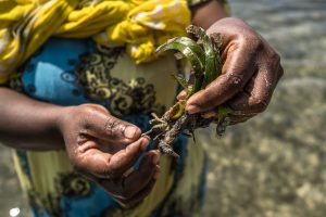 <p>Samira Musa holds a clump of seagrass before planting it in the shallow waters off Kenya’s Wasini Island. Her community have so far restored 1 hectare of seagrass and are working to do more. (Image: <a href="https://storitellah.com/">Brian Otieno</a> / China Dialogue Ocean)</p>