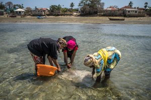 <p>Women plant seagrass in the shallows of Wasini Island, Kenya. Seagrass meadows can sequester carbon, provide a place for fish to breed, and help protect coasts from erosion, according to a <a href="https://www.unep.org/resources/report/out-blue-value-seagrasses-environment-and-people">report</a> by UNEP. (Image: Brian Otieno / China Dialogue Ocean)</p>