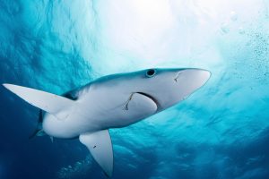 <p>一条蓝鲨。根据上个月达成的协议，蓝鲨贸易将受到CITES公约的监管。图源：Alessandro Cere / Alamy</p>