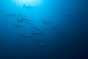 Scalloped Hammerhead Sharks in dark water